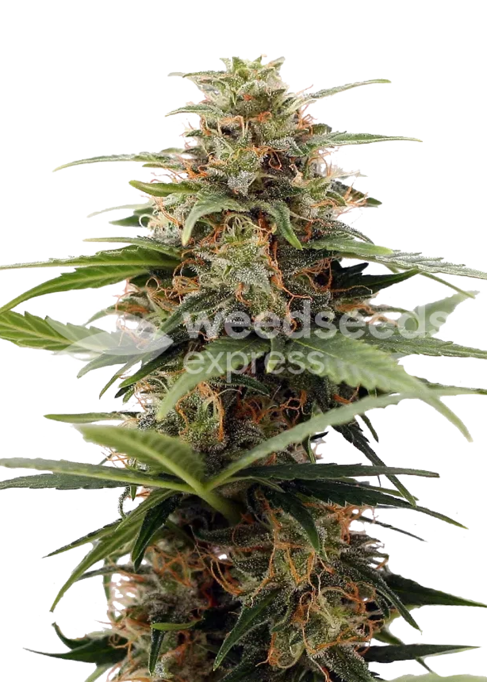 Tangerine Dream autoflower seeds Strain Info / Tangerine Dream