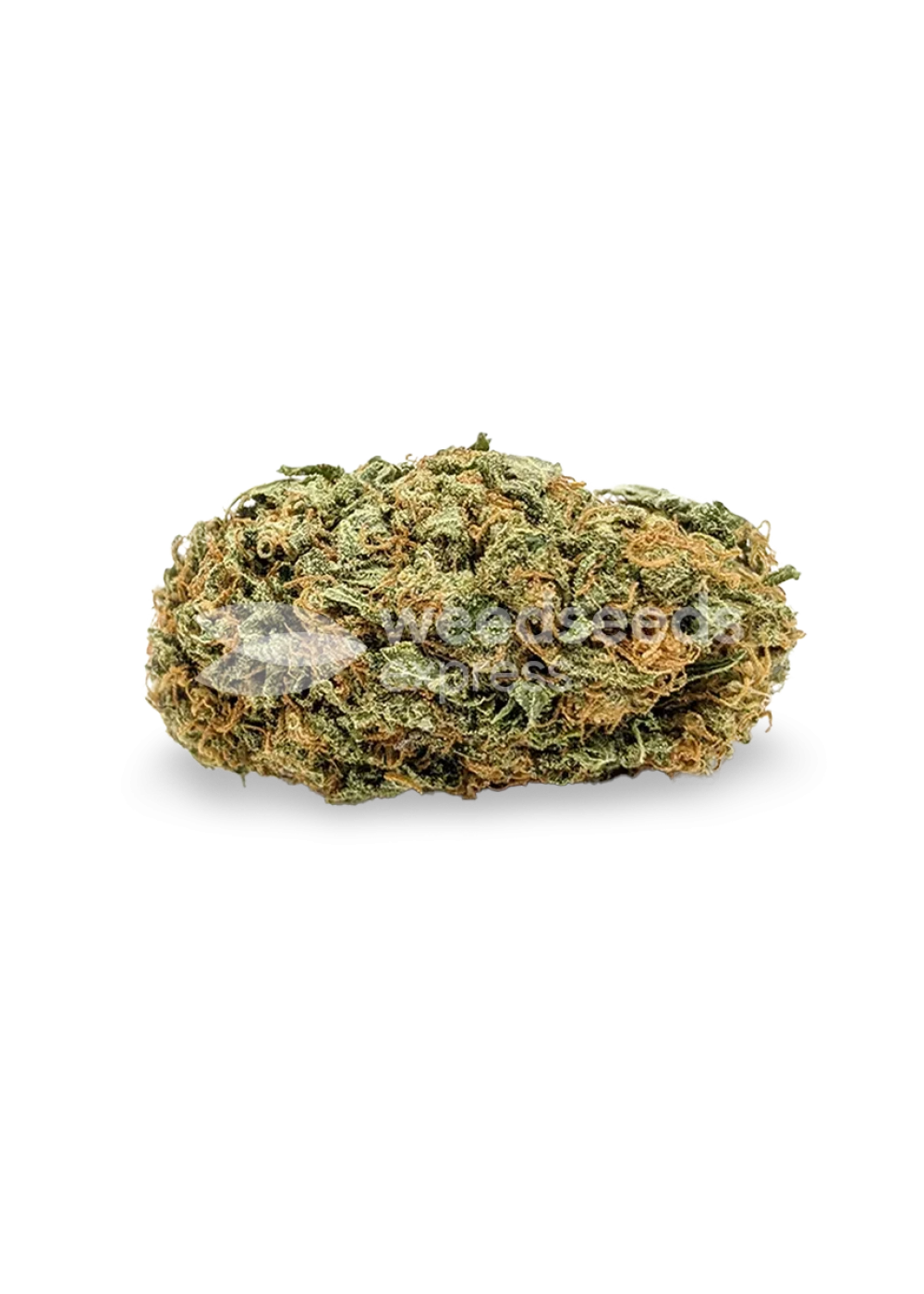Tangerine Dream autoflower seeds Strain Info / Tangerine Dream