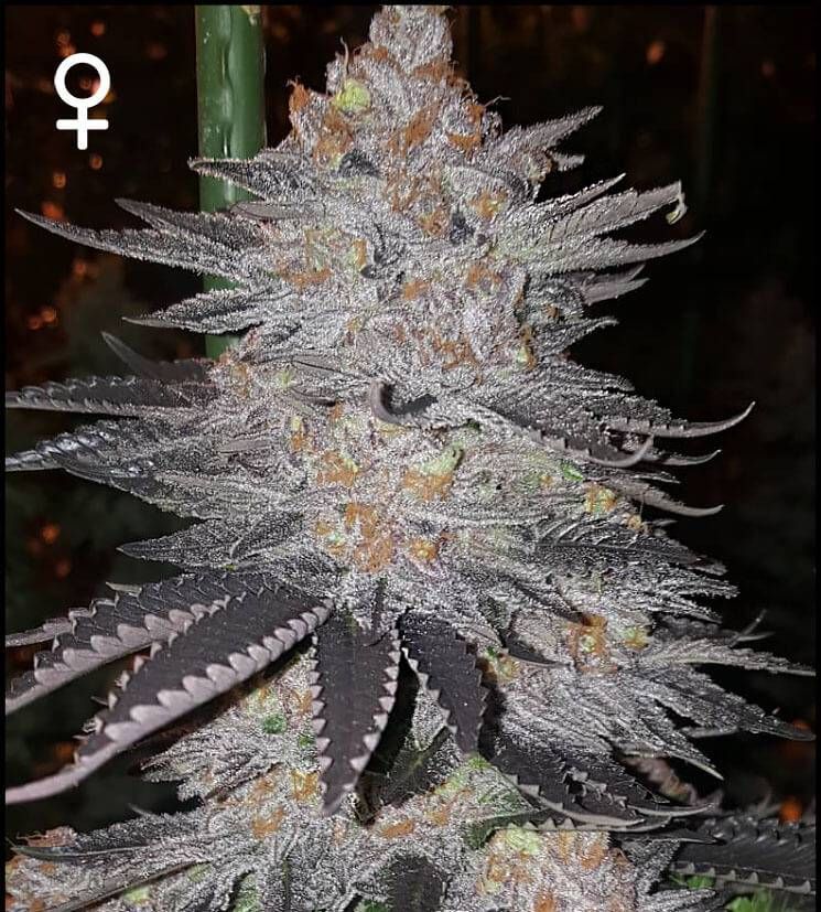 The Sweets Strain Info / The Sweets Weed By Green Point Seeds GrowDiaries