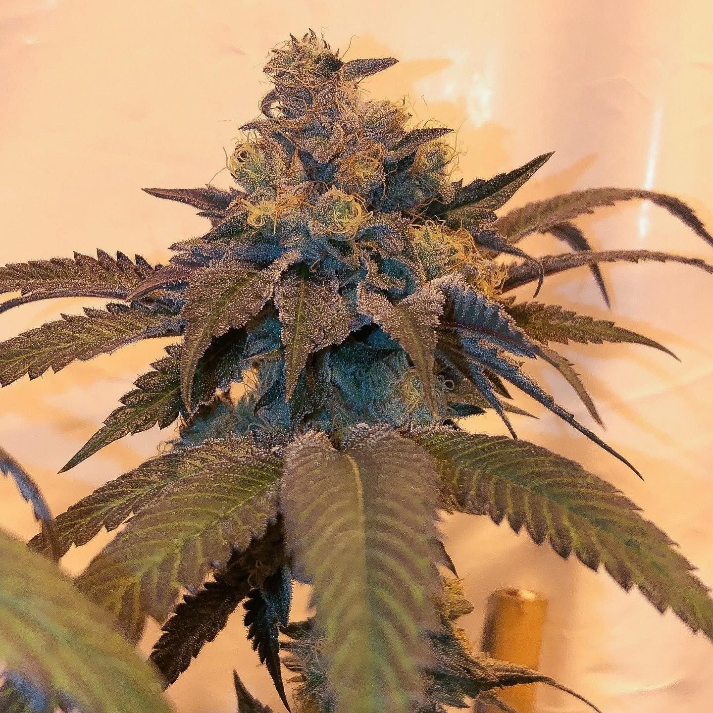 Banana Fruit Cake Strain Info / Banana Fruit Cake Weed By Green Point