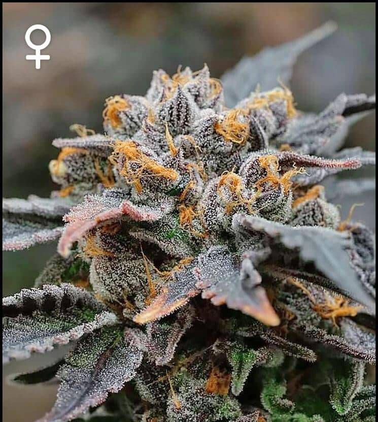 Sundae Batter Strain Info / Sundae Batter Weed By Green Point Seeds