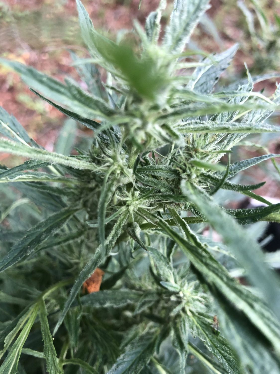 Purple Banana Cookies Strain Info / Purple Banana Cookies Weed By Green