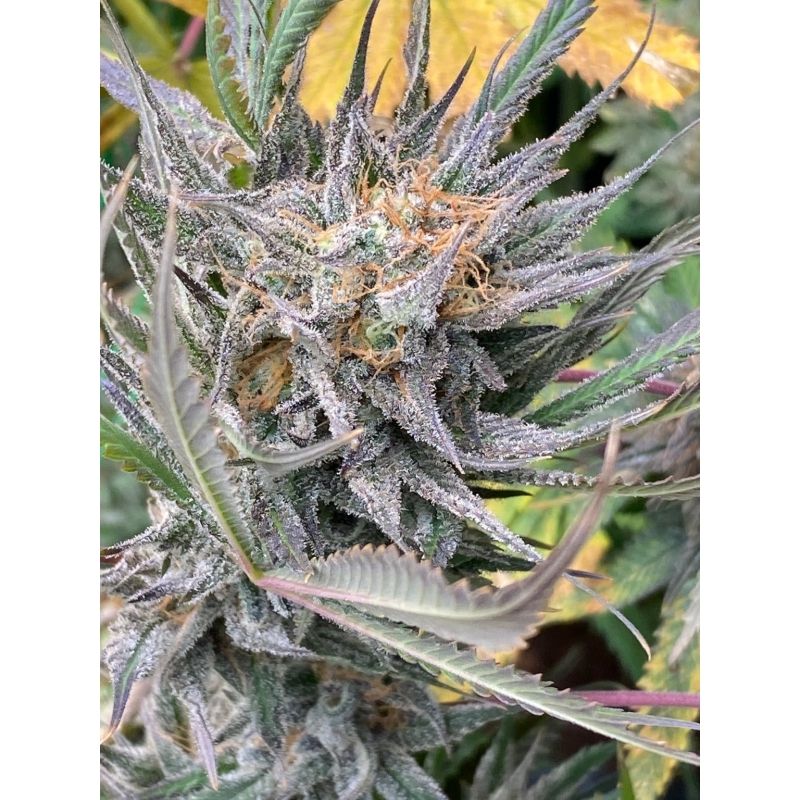 Bruce Lemon Diesel Strain Info / Bruce Lemon Diesel Weed By Super