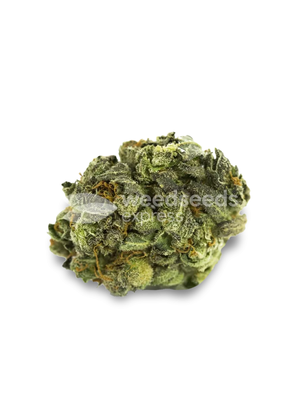 Berner's Cookies feminized seeds Strain Info / Berner's Cookies