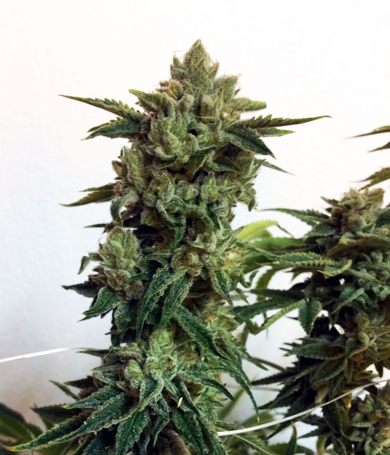 Candy Glue Strain Info / Candy Glue Weed By Lineage GrowDiaries