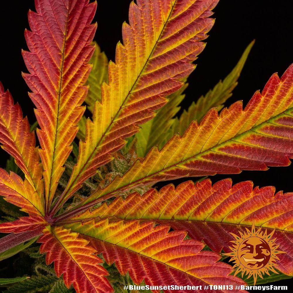 Blue Sunset Sherbert Strain Info / Blue Sunset Sherbert Weed By Barney