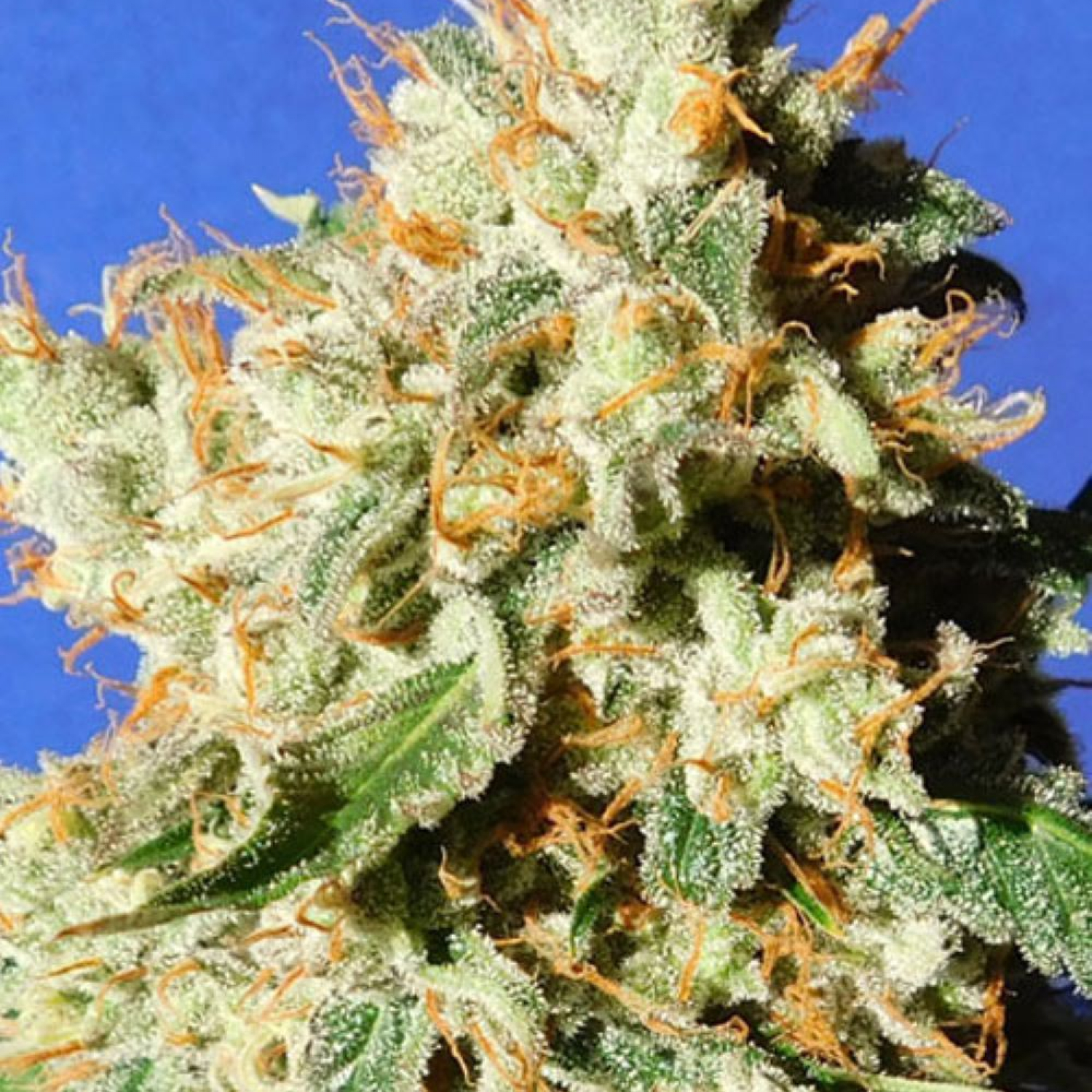 Blueberry Cookies Auto Strain Info / Blueberry Cookies Auto Weed By