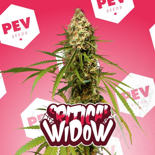 Critical Widow Strain Info Critical Widow Weed By Pev Seeds Growdiaries 