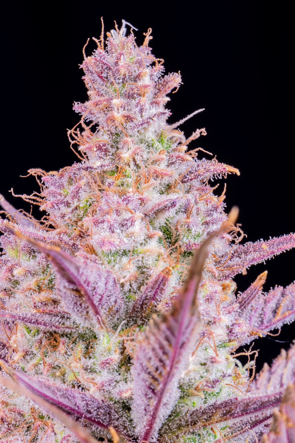 Gorilla Punch Auto Strain Info / Gorilla Punch Auto Weed By Fast Buds