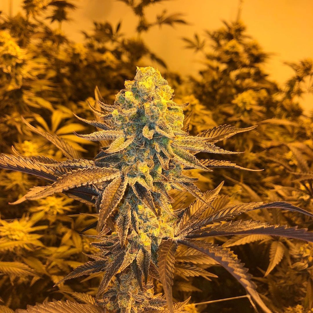 Dirty Banana Strain Info / Dirty Banana Weed By In House