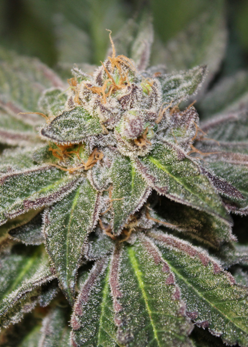 Blue Crush Strain Info / Blue Crush Weed By Jordan Of The Islands