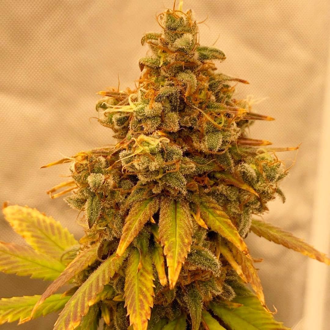 Critical Banana Smoothie Auto Strain Info / Critical Banana Smoothie Auto  Weed By Tastebudz Genetics - GrowDiaries