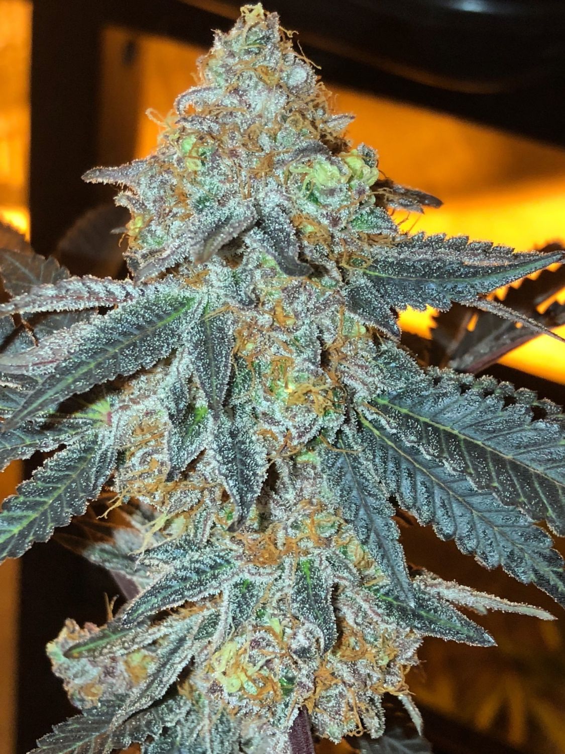 Crushed Berries Strain Info Crushed Berries Weed By Dungeons Vault Genetics Growdiaries 