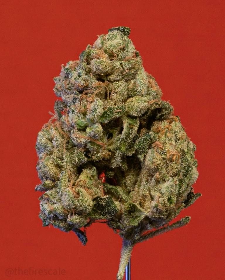 Florida Sunrise Strain Info / Florida Sunrise Weed By Jungle Boys