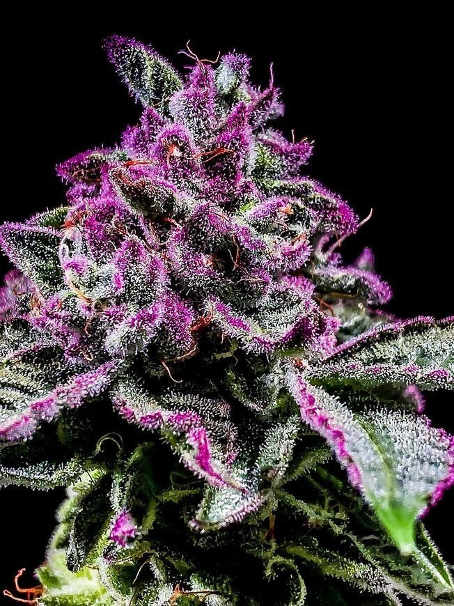 Grape Marmalade s1 Strain Info / Grape Marmalade s1 Weed By CopyCat