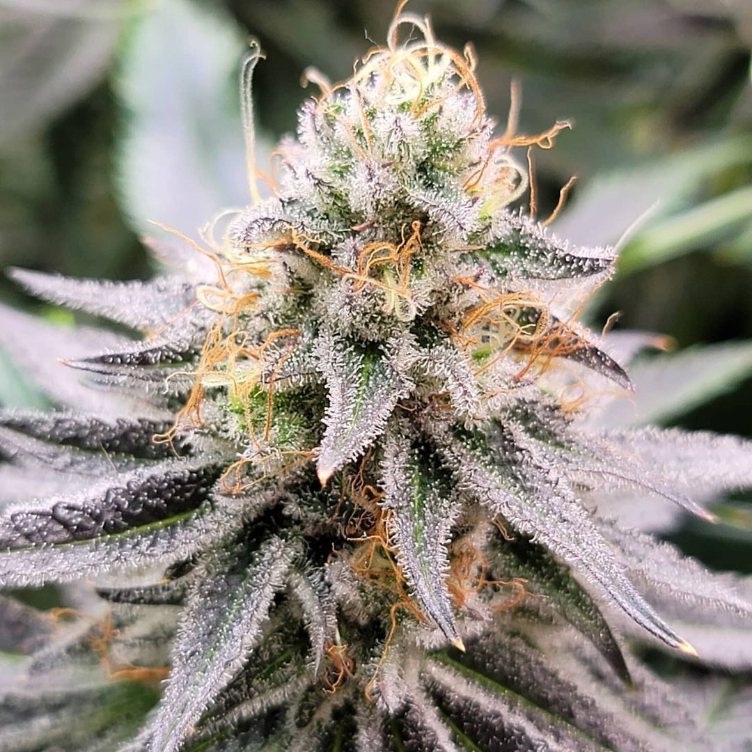 Cereal Milk S1 Strain Info / Cereal Milk S1 Weed By CopyCat GrowDiaries