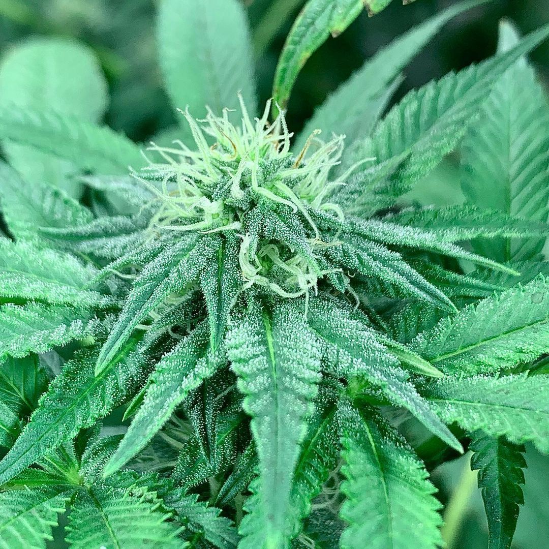 White Trufflez s1 Strain Info / White Trufflez s1 Weed By CopyCat