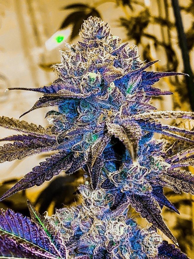 Pie s1 Strain Info / Pie s1 Weed By CopyCat