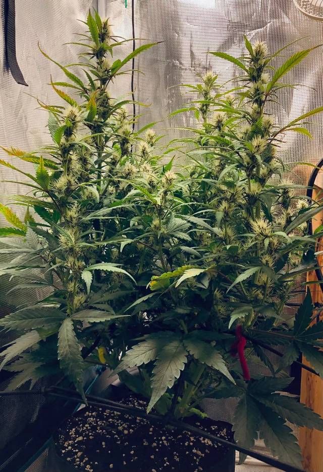 Newberry Auto Strain Info / Newberry Auto Weed By Twisted Tree