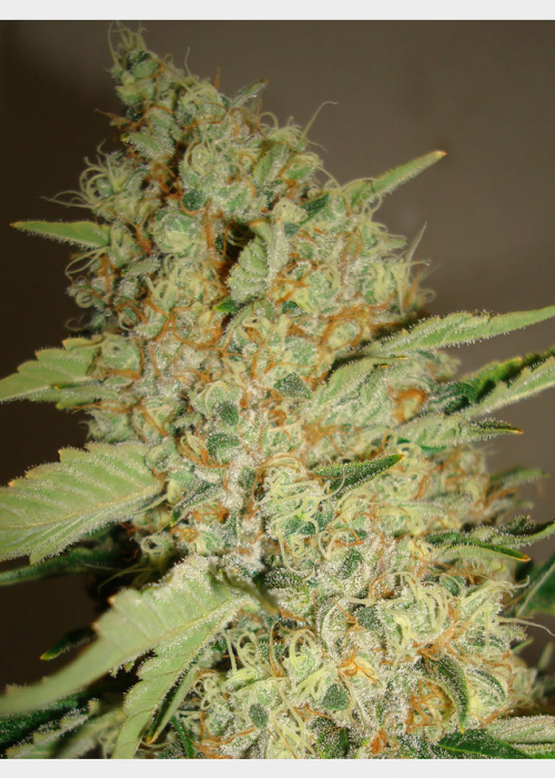 Sour Amnesia Strain Info / Sour Amnesia Weed By HortiLab Seeds