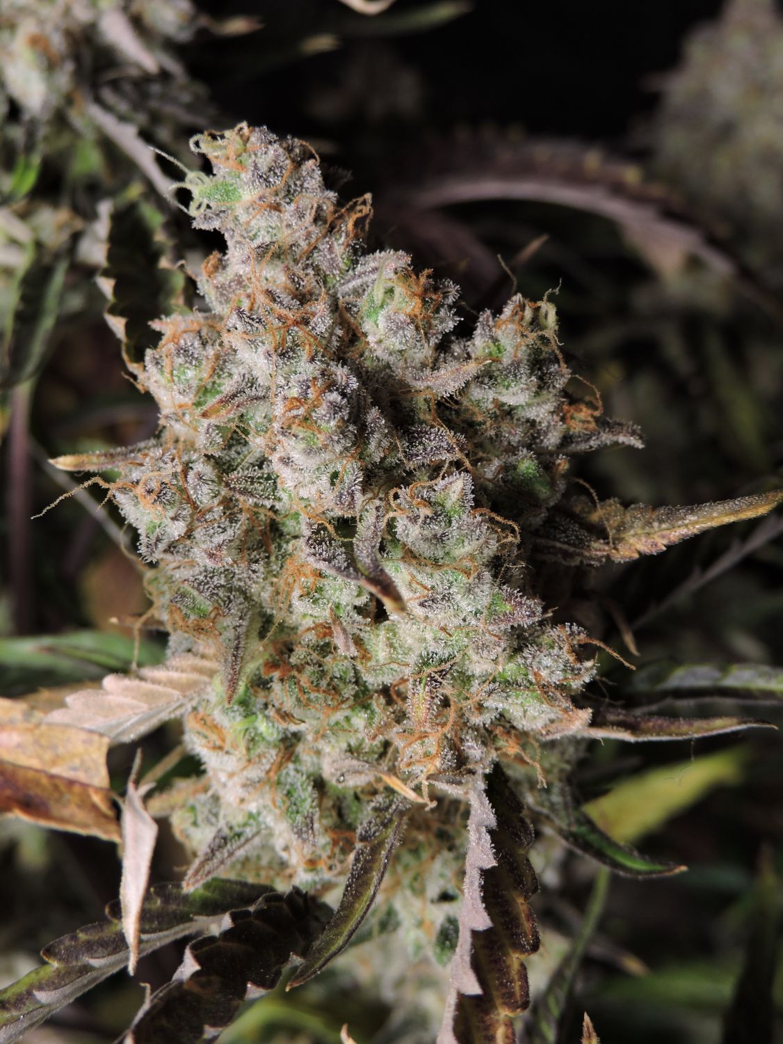 Gorilla Zkittlez Auto Strain Info / Gorilla Zkittlez Auto Weed By Fast ...