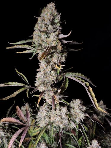 Gorilla Zkittlez Auto Strain Info / Gorilla Zkittlez Auto Weed By Fast ...