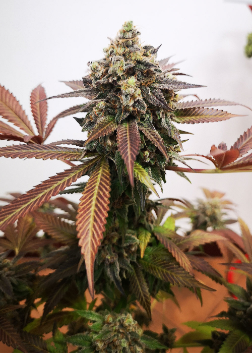 Blueberry Cheesecake Fast Strain Info / Blueberry Cheesecake Fast Weed