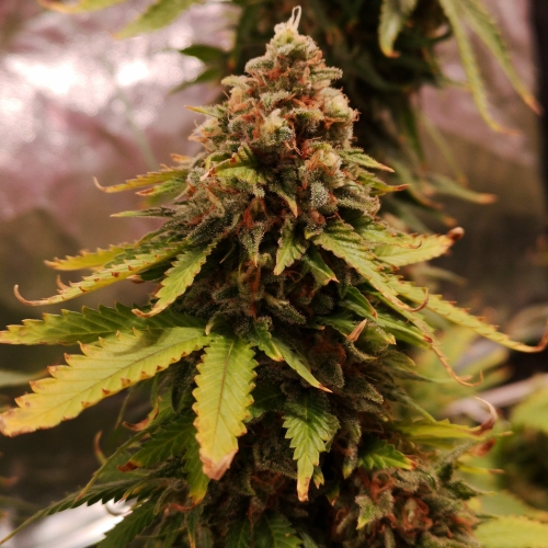sour amnesia strain effects sour amnesia strain effects