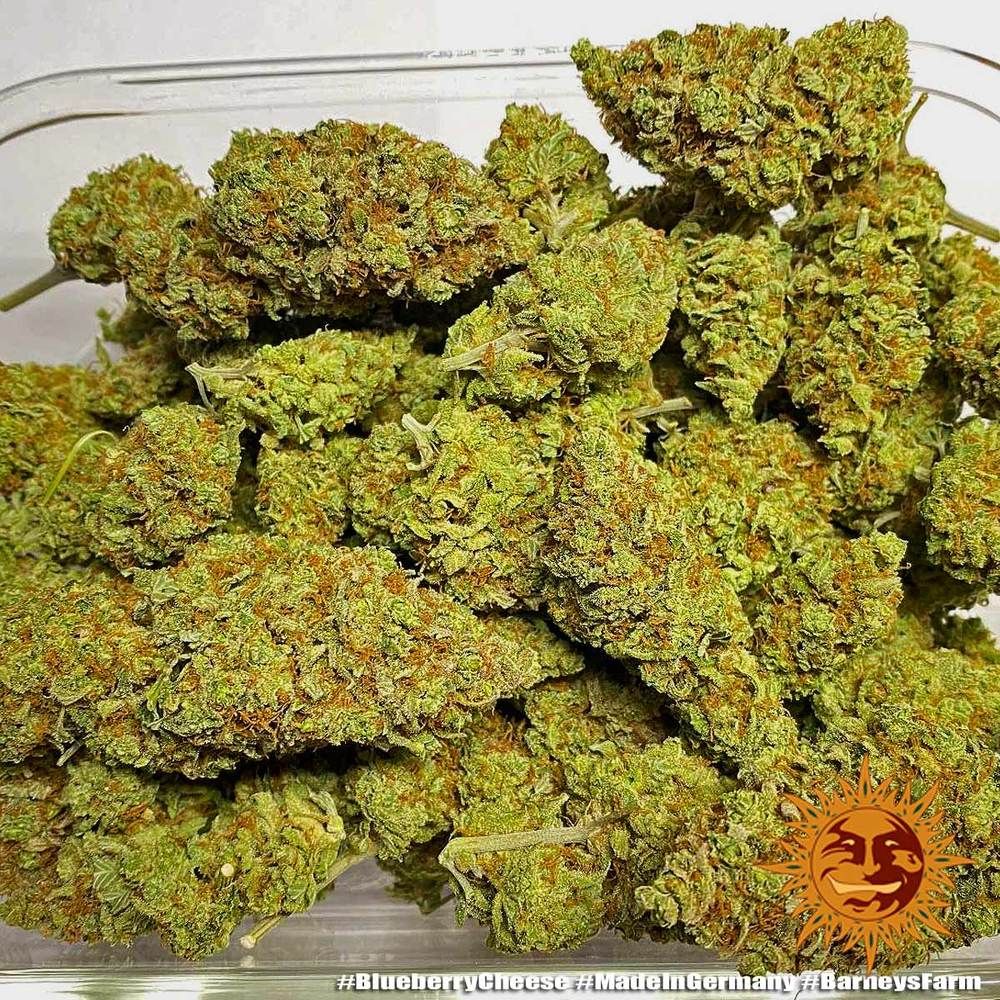 Blueberry Cheese Strain Info / Blueberry Cheese Weed By Barney's Farm