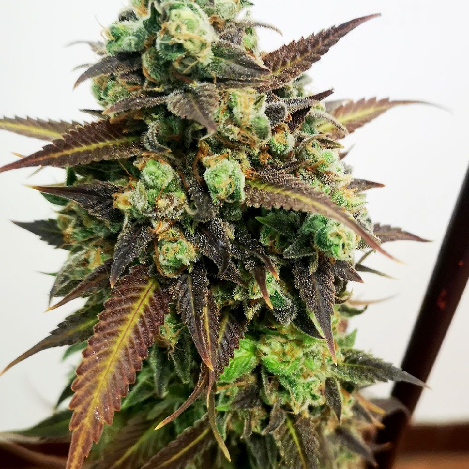 Auto Tangerine Kush Strain Info / Auto Tangerine Kush Weed By GB Strains GrowDiaries