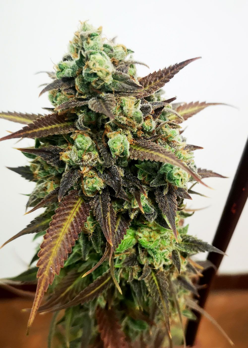 OG Kush Strain Info / OG Kush Weed By GB Strains GrowDiaries