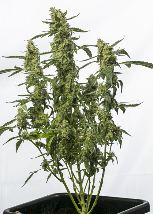 Candy Dawg Auto Strain Info / Candy Dawg Auto Weed By Seedstockers
