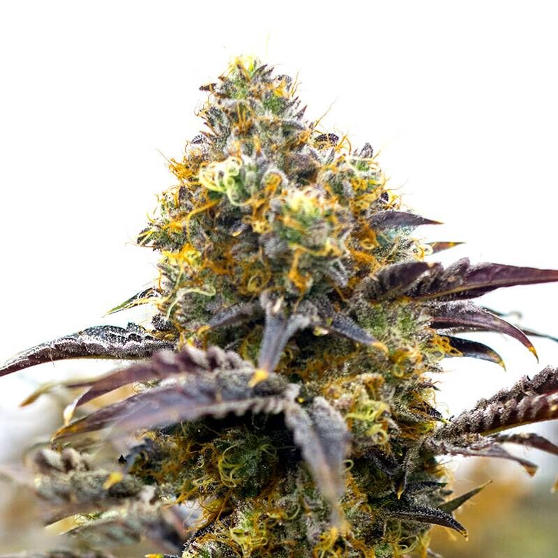 Gelato Glue Strain Info / Gelato Glue Weed By Canuk Seeds GrowDiaries