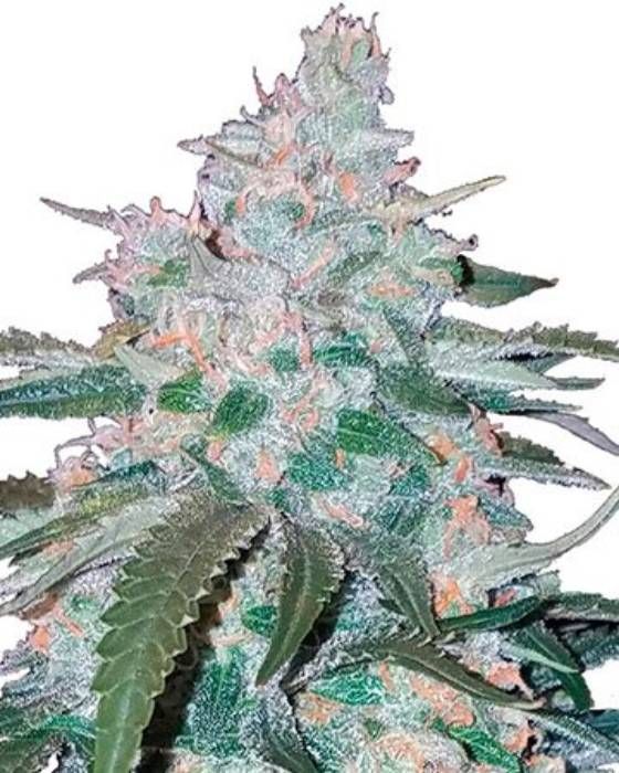 Allen Wrench Strain Info / Allen Wrench Weed By Growers Choice Seeds