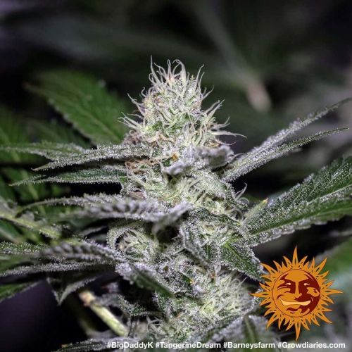 Tangerine Dream Strain Info / Tangerine Dream Weed By Barney's Farm