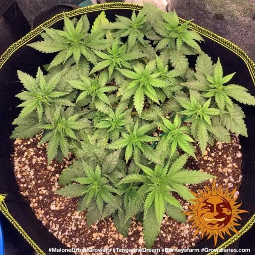 Tangerine Dream Strain Info / Tangerine Dream Weed By Barney's Farm