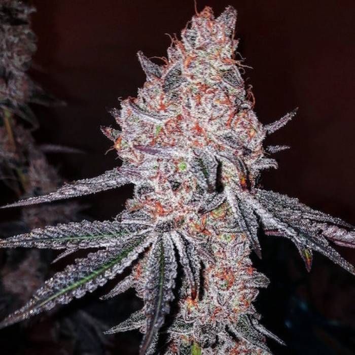 Strawberry Cookies OG R1 Strain Info / Strawberry Cookies OG R1 Weed By