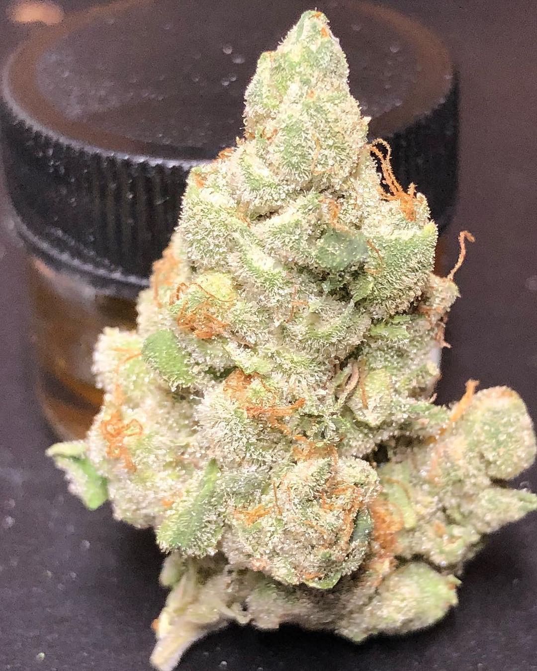 Cotton Candy Kush Early Version Strain Info / Cotton Candy Kush Early