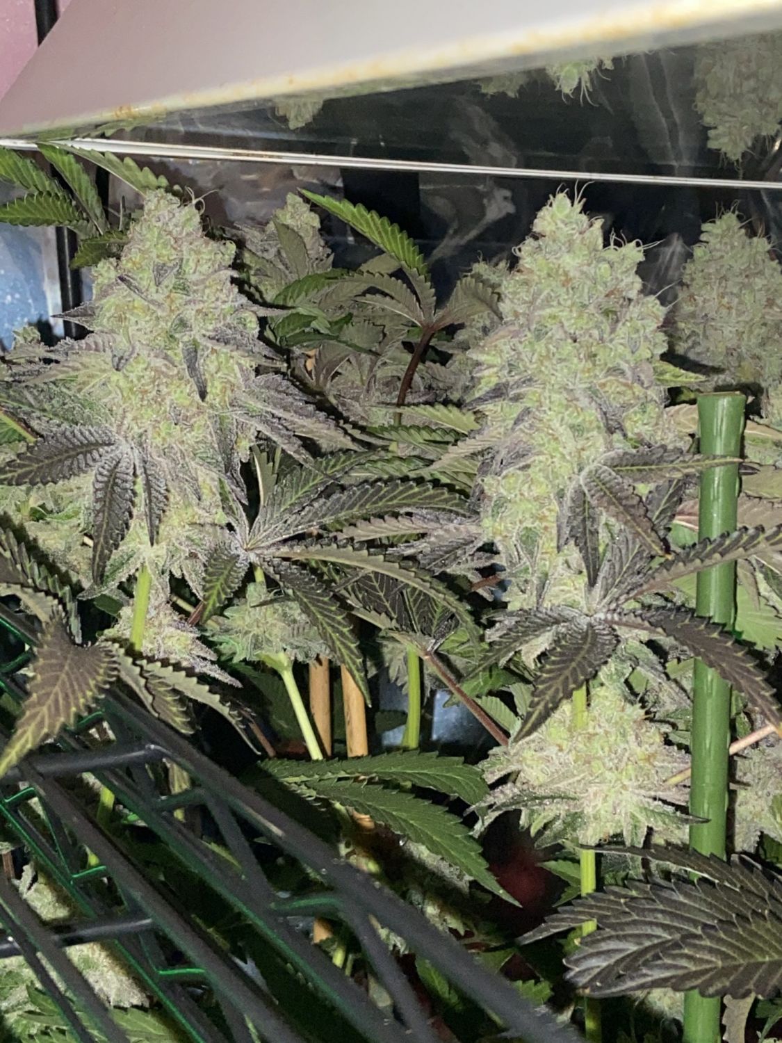 Platinum Garlic Strain Info / Platinum Garlic Weed By In House