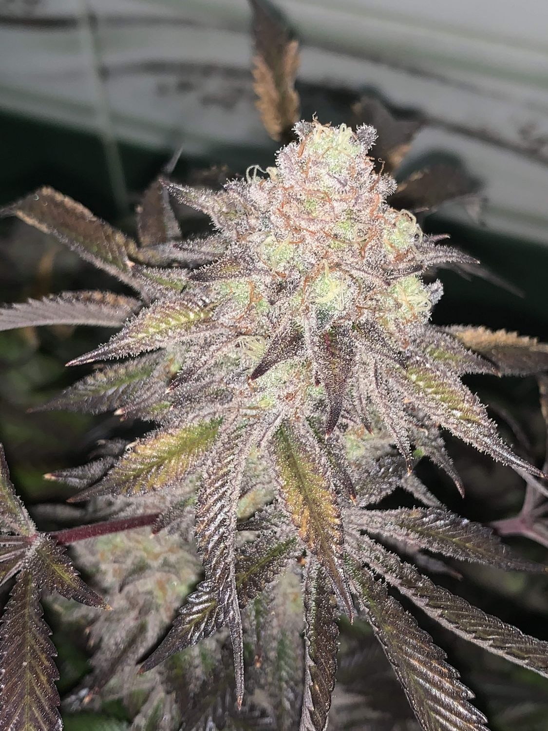 Platinum Kush Breath Remix Strain Info / Platinum Kush Breath Remix