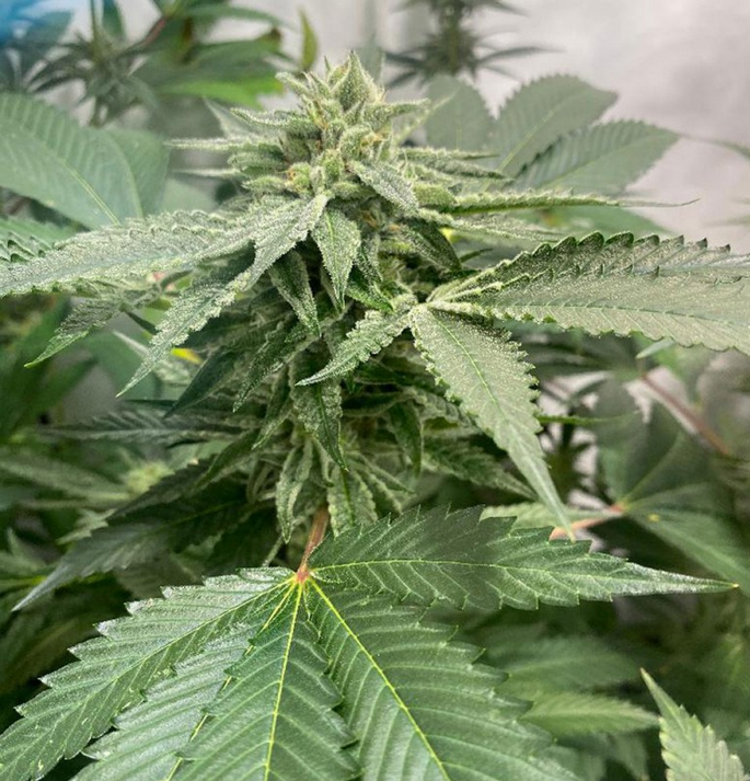 Melon Vader Strain Info / Melon Vader Weed By T.H.Seeds GrowDiaries