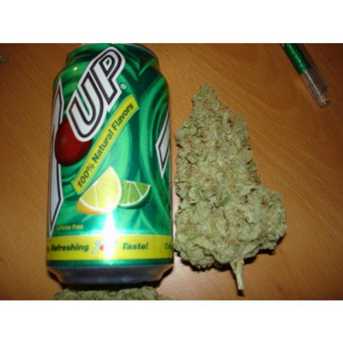 Ice Cream Strain Info / Ice Cream Weed By Paradise Seeds GrowDiaries