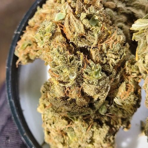 Queen Cheese Haze Strain Info / Queen Cheese Haze Weed By Night Owl