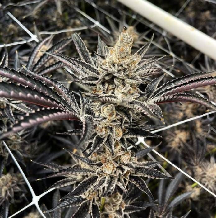 Fritter Glitter Strain Info / Fritter Glitter Weed By Exotic