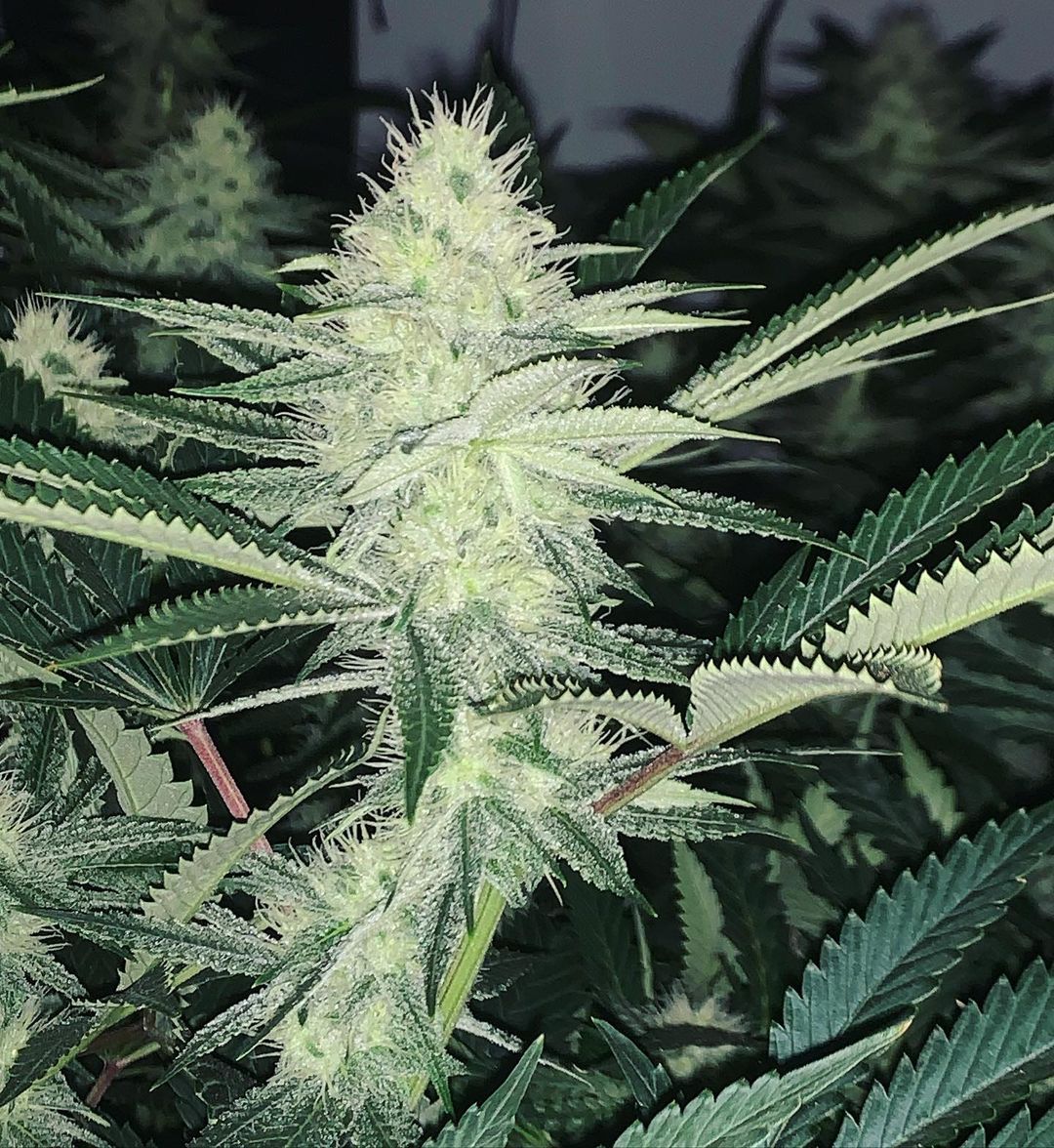 Ghetto Red Strain Info / Red Weed By Exotic Genetix -
