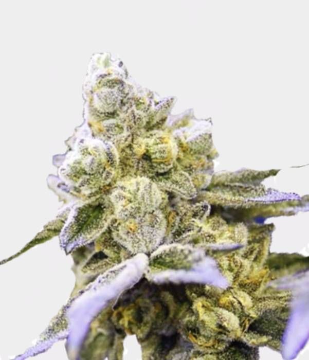 Auto Gelato Cake Strain Info / Auto Gelato Cake Weed By The Bakery Seed