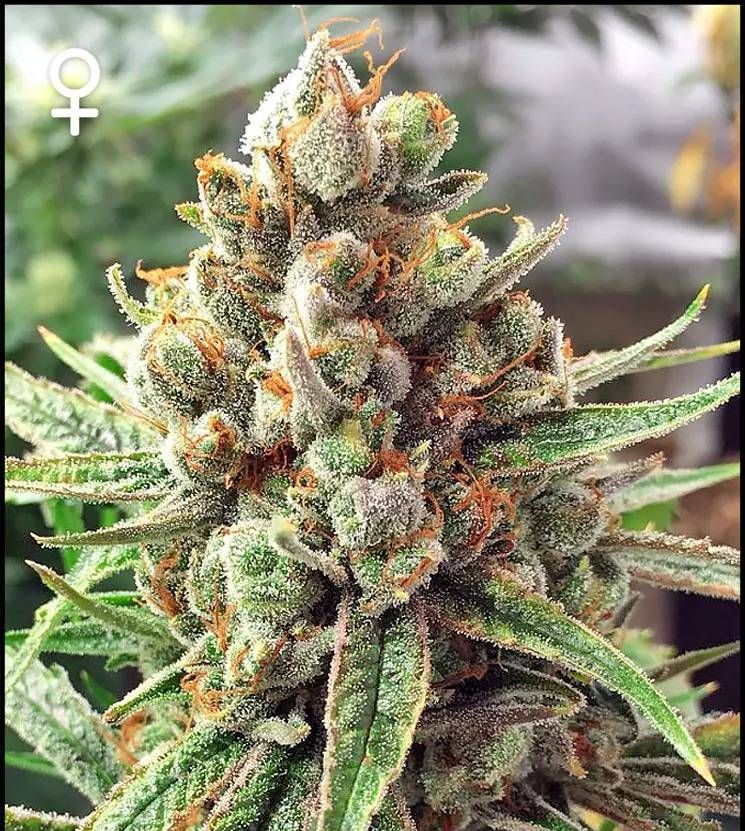 Lemon Frosting Strain Info / Lemon Frosting Weed By Green Point Seeds