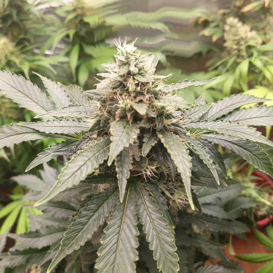 Peanut Butter Cookies Auto Strain Info / Peanut Butter Cookies Auto