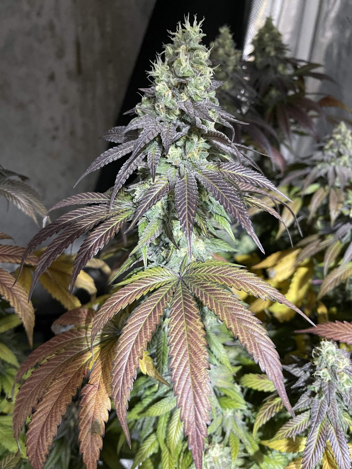 Zev Strain Info / Zev Weed By Purple City GrowDiaries