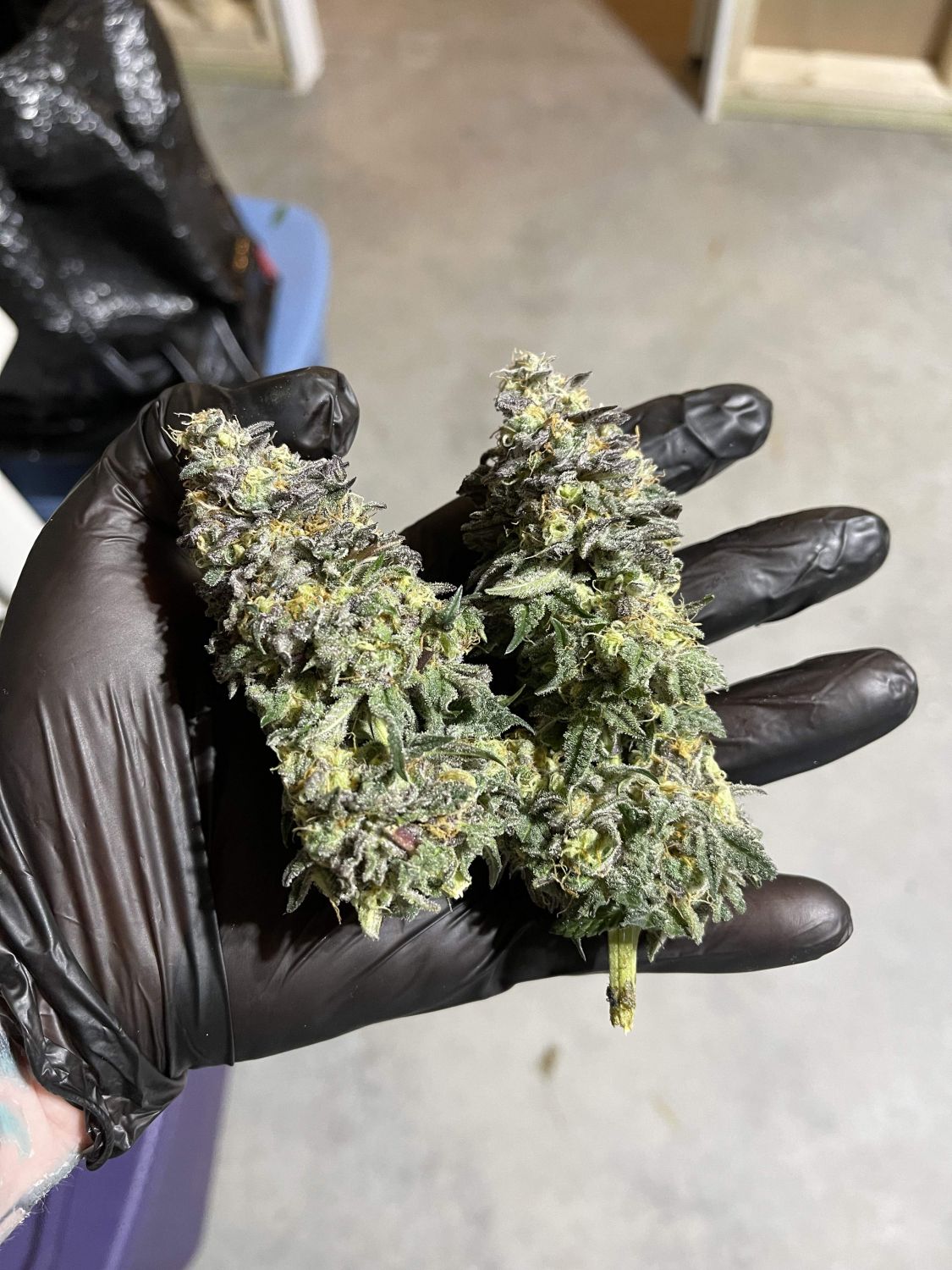 Zev Strain Info / Zev Weed By Purple City GrowDiaries